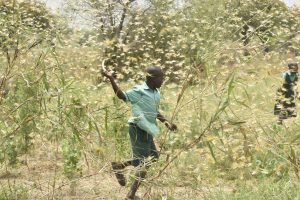 Involve everyone in fight against locusts