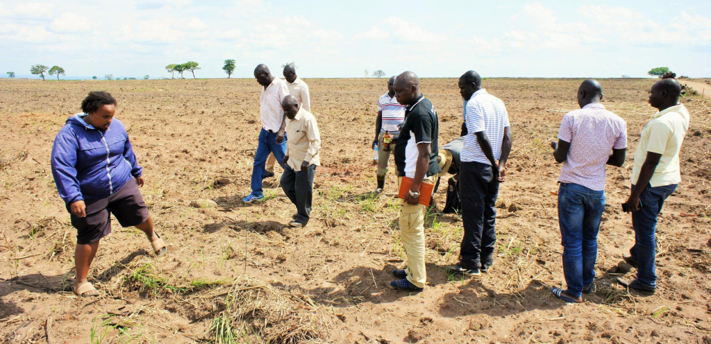 Ayuu Alali Sugarcane Seeds Dry Up Due to Limited Labor Force