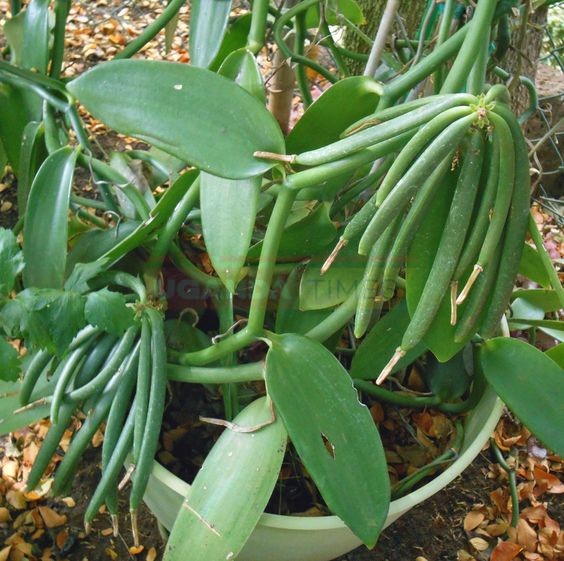 Vanilla Farmers Want Curfew Until Harvesting Period