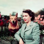 Now that Queen Elizabeth in dead, here are 7 things to know now from corgis to currency.