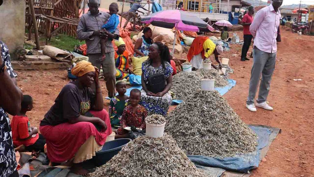 Fishermen Protest New Fishing Policy, Causing Mukene Scarcity and Economic Impact in Uganda