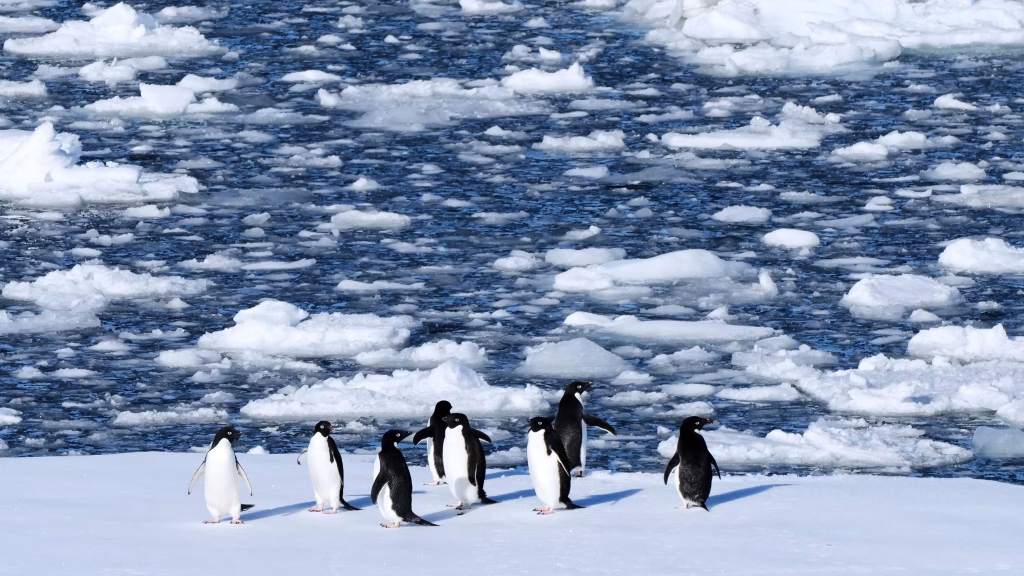 Penguins Shift Breeding Seasons at Record Speed, Raising Climate Alarm