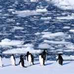 Penguins Shift Breeding Seasons at Record Speed, Raising Climate Alarm