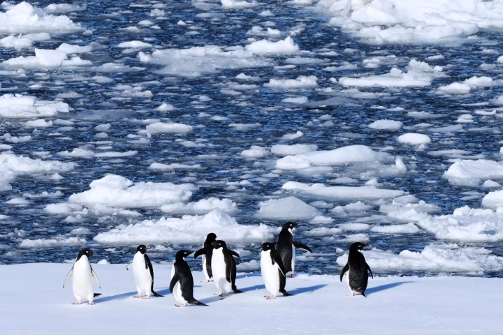 Penguins Shift Breeding Seasons at Record Speed, Raising Climate Alarm