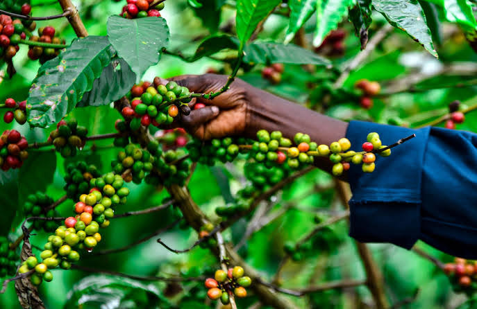 Robusta coffee farming